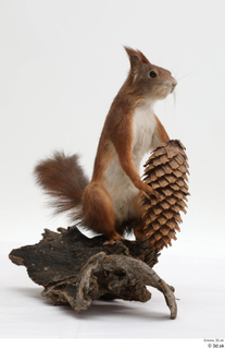 Squirrel  2 pine cone whole body 0002.jpg